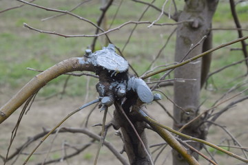 Apple trees in the garden, pruning apple trees