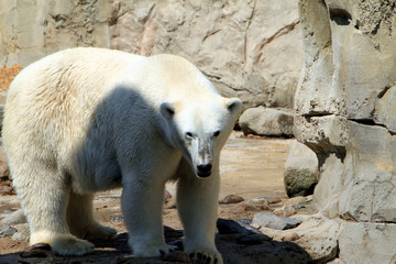 Bremerhaven, Zoo at the Sea, Free Hanseatic City of Bremen, Germany, Europe