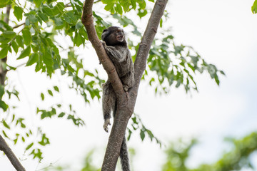 Small monkey on a urban garden