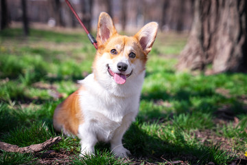 Naklejka na ściany i meble Colorful portrait purebred Welsh Corgi dog outdoors in the grass on a sunny summer day.