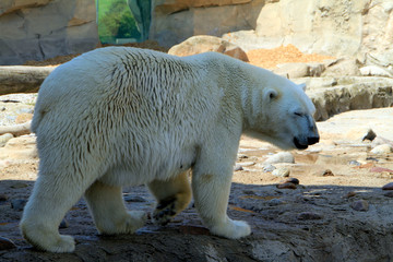 Bremerhaven, Zoo at the Sea, Free Hanseatic City of Bremen, Germany, Europe