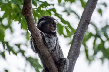 Small monkey on a urban garden