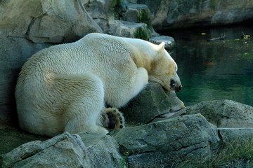 Bremerhaven, Zoo at the Sea, Free Hanseatic City of Bremen, Germany, Europe