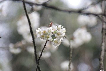 Blurred Photo of White Cherry Blossom in the Park,a symbol of  renewal, vitality, and beauty