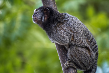 Small monkey on a urban garden