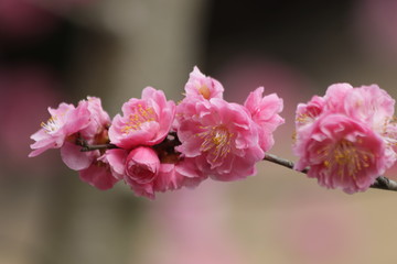 Blur photo of  Pink Cherry Blossom Flower for background