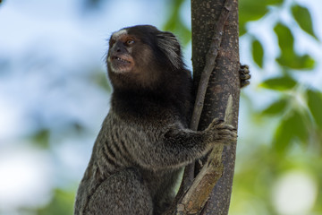 Naklejka premium Small monkey on a urban garden