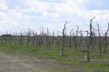 Obraz premium Apple trees in the garden, pruning apple trees