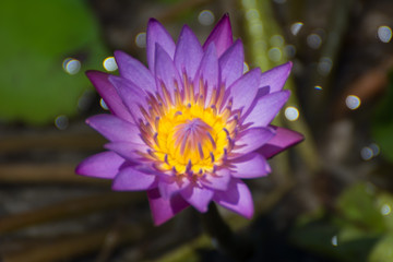Purple lotus flower on a small lake.
