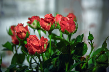 gray day overcast red roses at the window drops of water. light background
