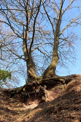 Obraz premium Wurzelwerk