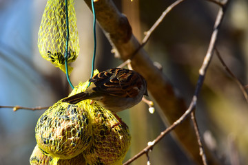 Sparrow eating nuts on a tree in Germany