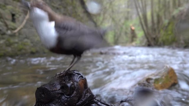 Wasseramsel, White-throated Dipper (Cinclus cinclus)