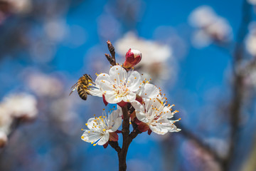 Blooming apricot tree with pollinating honey bee. Blossom of fruit tree in spring
