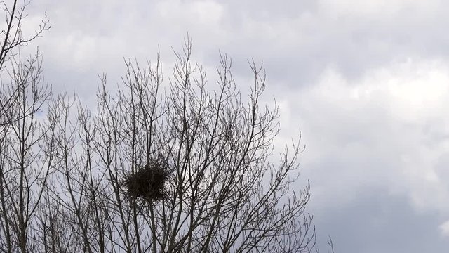 poplar tree in bird's nest, bird's nest on tree, natural bird's nest,