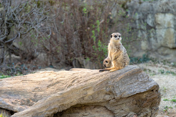 Meerkats in a zoo