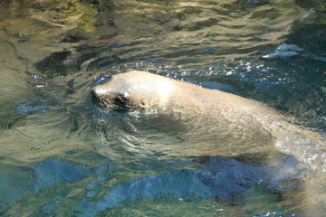 Bremerhaven, Zoo at the Sea, Free Hanseatic City of Bremen, Germany, Europe