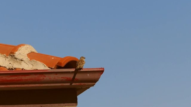 serce nest and sparrow bird, sparrow doing its beak, Sparrow is making its beak,