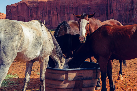 Sunny Day in Monument Valley Navajo Tribal Park. Beautiful Horses and Red Rocks in Background - Powered by Adobe