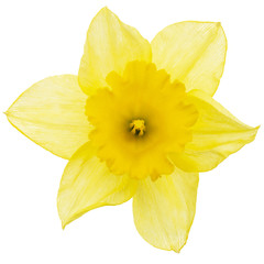 Flower of yellow Daffodil (narcissus), isolated on white background