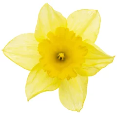 Poster Im Rahmen Flower of yellow Daffodil (narcissus), isolated on white background © kostiuchenko