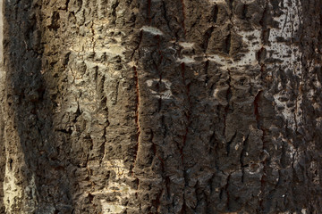 cracked tree bark close-up. old wood texture. background