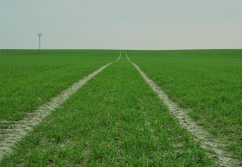 Obraz premium green field