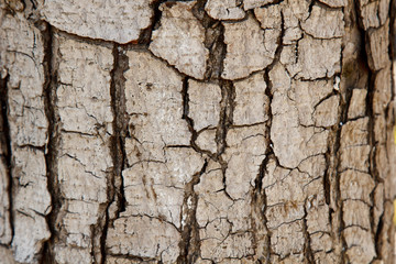 cracked tree bark close-up. old wood texture. background