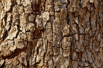 cracked tree bark close-up. old wood texture. background
