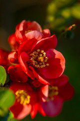 Obraz na płótnie Canvas Bright flowering Japanese quince or Chaenomeles japonica in spring. Nature concept for design. Closeup.