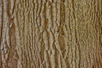 Obraz premium cracked tree bark close-up. old wood texture. background
