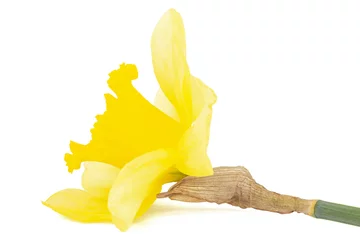 Foto op Canvas Bloem van gele narcis (narcis), geïsoleerd op een witte achtergrond © kostiuchenko