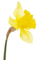 Gordijnen Flower of yellow Daffodil (narcissus), isolated on white background © kostiuchenko