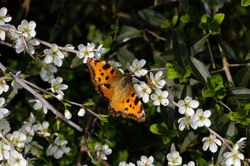Butterfly Nymphalis polychloros before white blossoms and blurred background