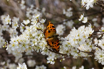 Butterfly Nymphalis polychloros before white blossoms and blurred background