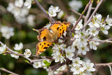 Butterfly Nymphalis polychloros before white blossoms and blurred background