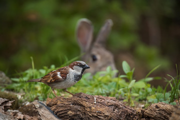 biodiversity