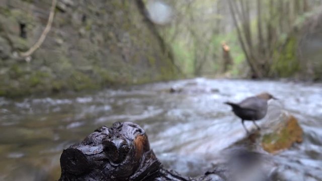 Wasseramsel, White-throated Dipper (Cinclus cinclus)