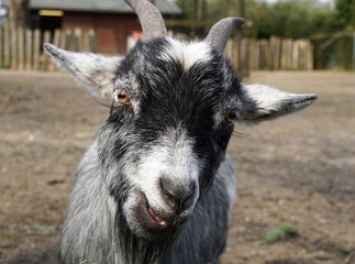 Fototapeta premium portrait of a goat