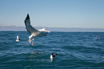 Fototapeta na wymiar Southern royal albatross, Kaikoura, New Zealand.