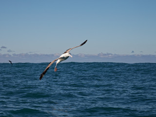 Fototapeta na wymiar Southern royal albatross, Kaikoura, New Zealand.