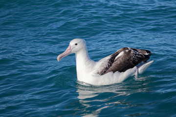 Southern royal albatross, Kaikoura, New Zealand.