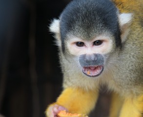 capuchin monkey eating fruit
