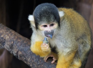 capuchin monkey eating 