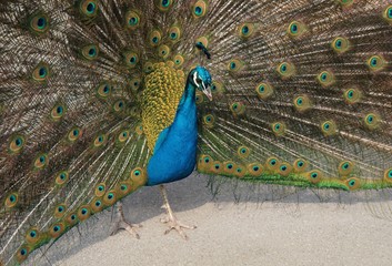 Obraz premium peacock with feathers out