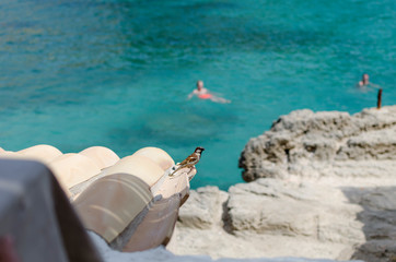 pajaro observa hombre nadar en el mar