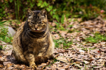  猫　キジトラ　brown tabby