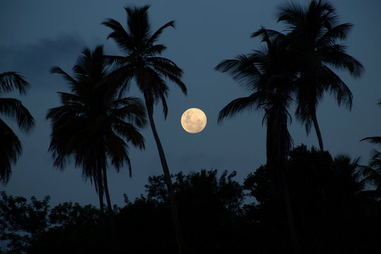 lua Cheia 