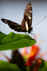 Brown butterfly on leaf