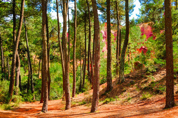 Roussillon ocher deposit: Forest of curves pine trees in the canyon with the red earth.